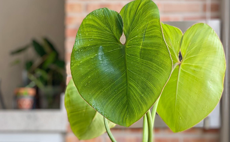 Philodendron ricardoi com folhas grandes em formato de coração na decoração