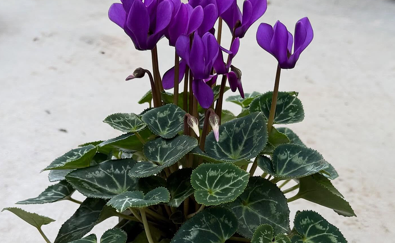 Foto de plantas com forma de coracao 010 - 4