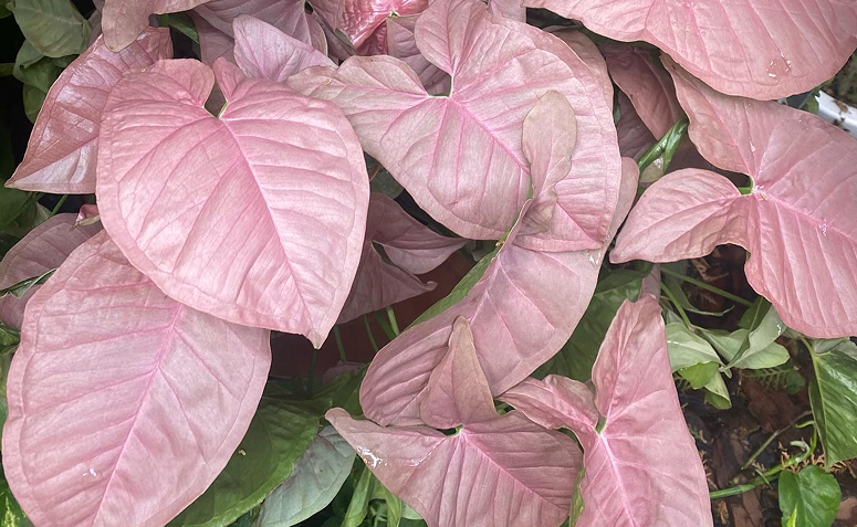 Singônio rosa com folhas em formato de coração.