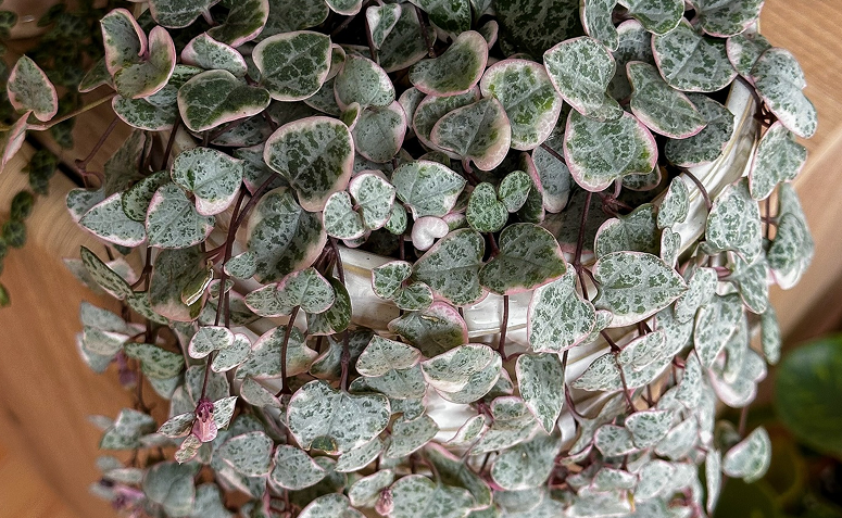 Ceropegia woodii com ramos pendentes e folhas em formato de coração