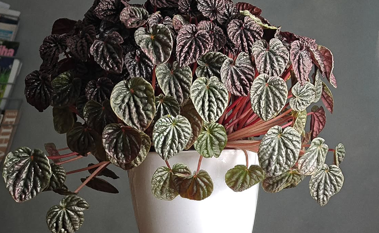 Peperômia caperata com folhas enrugadas em formato de coração