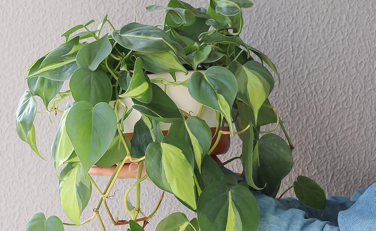 Filodendro-brasil com folhas em formato de coração e variação de tons verdes