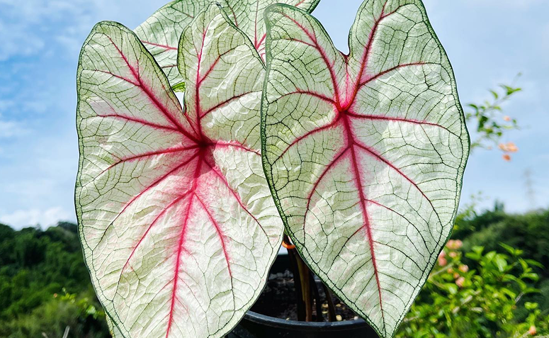 Caladium com folhas coloridas em formato de coração