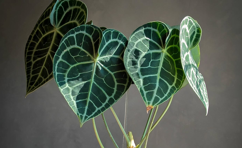 Anthurium clarinervium com folhas aveludadas em formato de coração