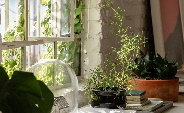 cacto-macarrão Rhipsalis baccifera em vaso decorando ambiente interno próximo à janela