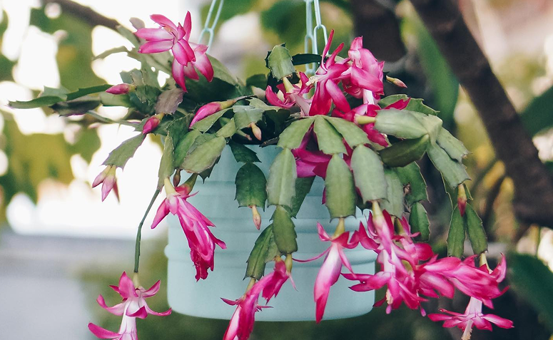 lor-de-maio Schlumbergera truncata com folhas achatadas e sem espinhos em vaso