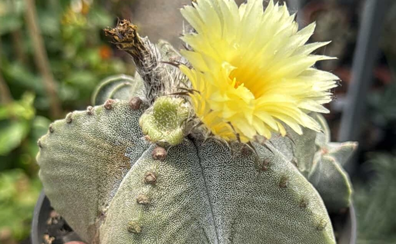 cacto chapéu-de-bispo Astrophytum myriostigma sem espinhos em vaso pequeno