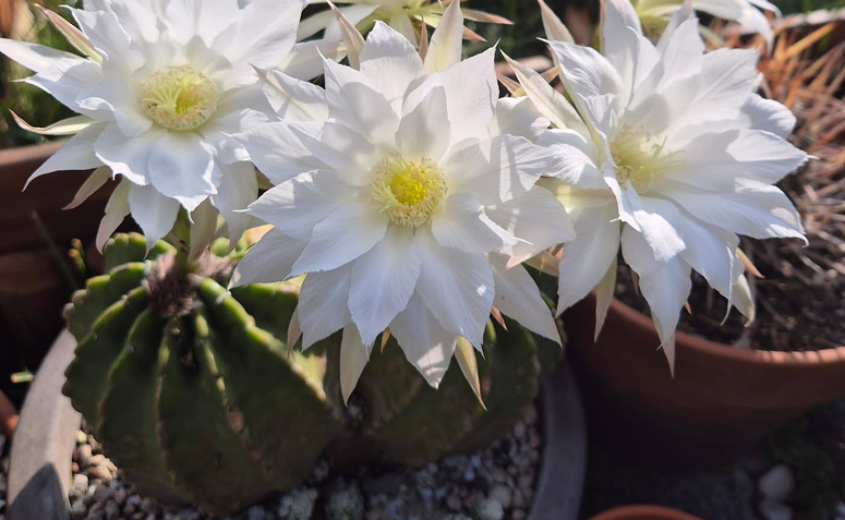 cacto lua Echinopsis subdenudata sem espinhos cultivado em vaso decorativo