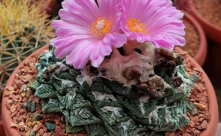 cacto de rocha viva Ariocarpus fissuratus sem espinhos em vaso com substrato seco