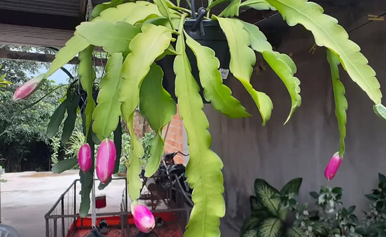 flor-de-baile Epiphyllum phyllanthus em vaso com caules longos e sem espinhos