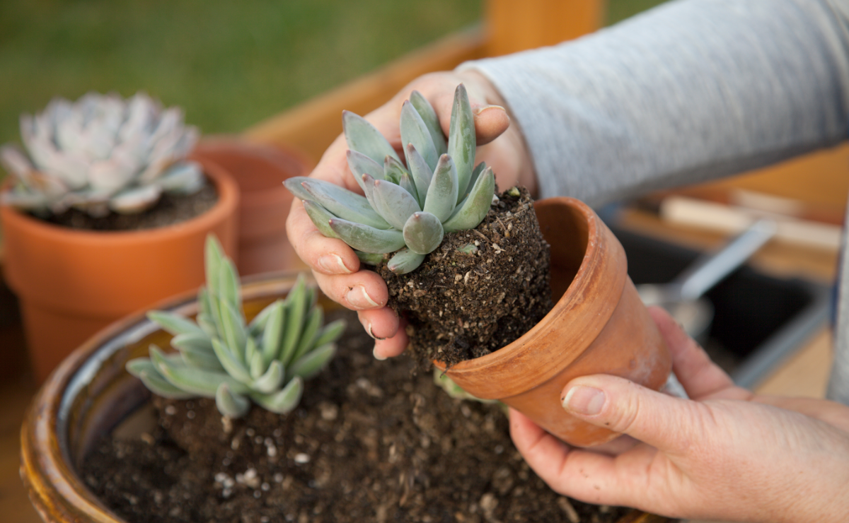 Mãos seguram uma suculenta recém-retirada do vaso de barro, mostrando as raízes envoltas no substrato. Ao fundo, outros vasos e plantas reforçam o ambiente de cultivo e cuidado com as suculentas.