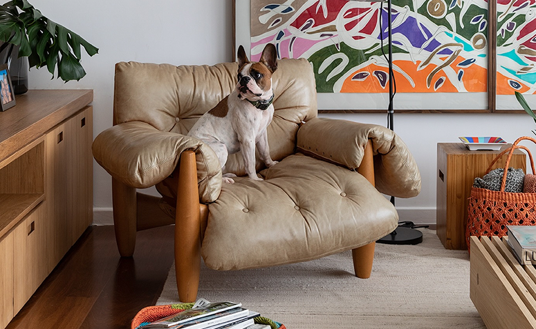 Cachorro em poltrona na sala de estar, ambiente onde o xixi pode causar manchas em estofados.