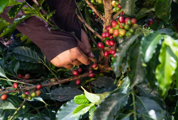 É possível plantar café em casa? Veja como cultivar e colher seus próprios grãos