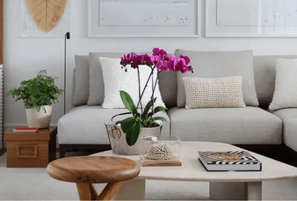 Começando com plantas em casa: como escolher as primeiras espécies