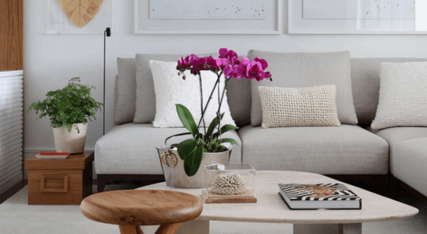 Começando com plantas em casa: como escolher as primeiras espécies