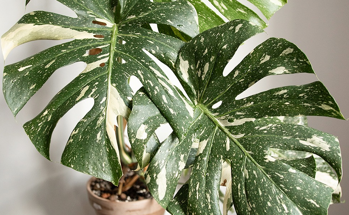 monstera thai constellation com folhas variegadas em tons de verde e creme