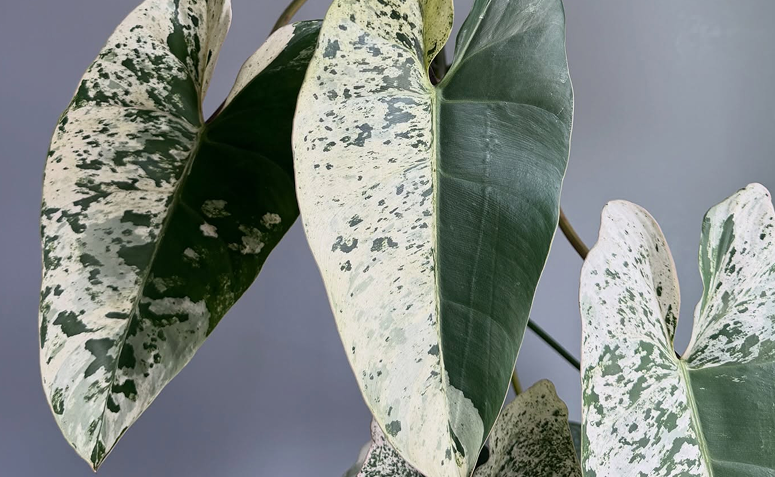 Philodendron ilsemanii com variegata estável em tons de branco, creme ou amarelo
