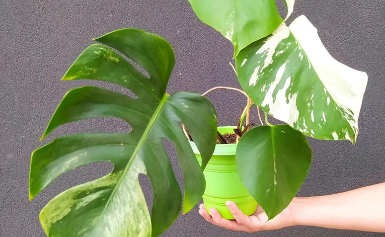 costela-de-adão variegata com folhas recortadas e variação em verde e branco