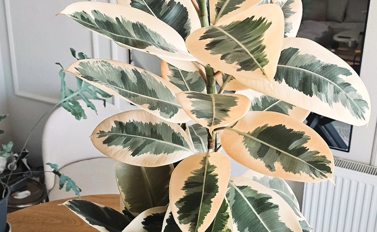 ficus elastica variegata com folhas grandes verdes e bordas claras em ambiente interno