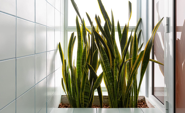 espada-de-são-jorge variegata com folhas verdes e bordas amarelas em ambiente interno