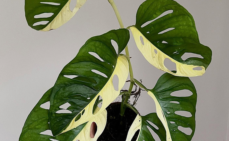 monstera adansonii Variegata com variação de cor nas folhas