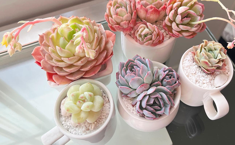 vários vasos com echeveria elegans sobre mesa de trabalho.