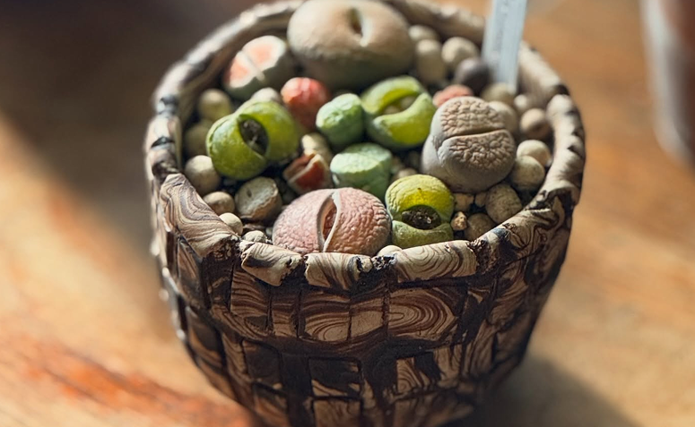 planta pedra lithops em vaso pequeno sobre mesa de home office