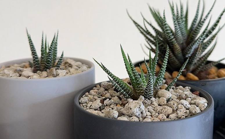 suculentas zebra haworthia em vasos sobre mesa de home office.
