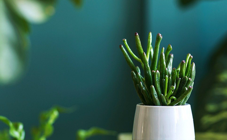 crassula gollum em vaso sobre mesa de escritório.