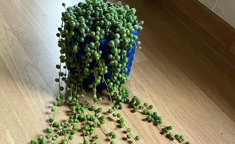 colar de pérolas pendente em vaso sobre mesa de trabalho.