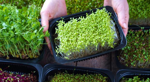 Já ouviu falar em microverdes? Hortaliças perfeitas para pequenos espaços