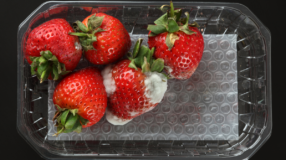 Foto de frutas mofadas 00 - 2
