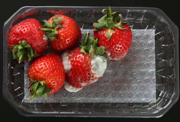 Cortar um pedaço ou jogar fora? O que fazer com fruta mofada