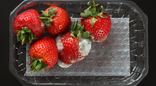 Cortar um pedaço ou jogar fora? O que fazer com fruta mofada
