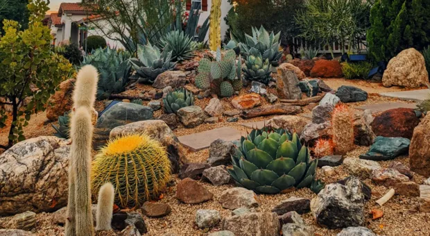 Jardim desértico: como ter um espaço verde de baixa manutenção em casa