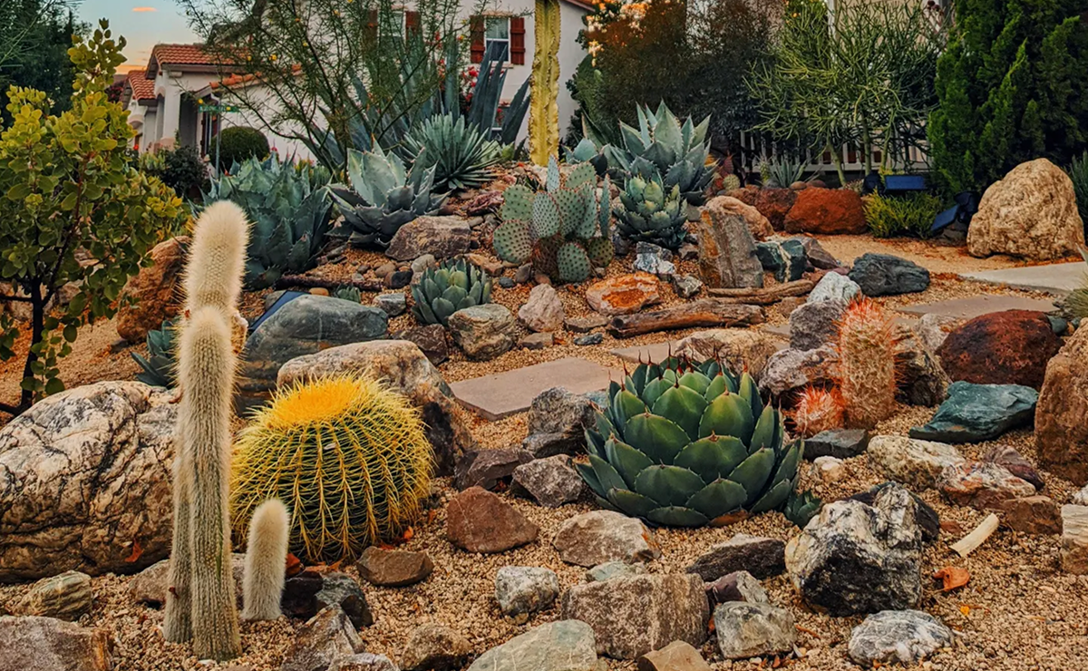jardim desértico com cactos, pedras e suculentas em paisagismo residencial moderno