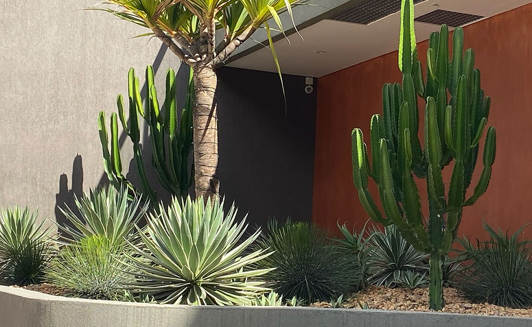 jardim desértico com cactos e plantas resistentes em área externa ensolarada