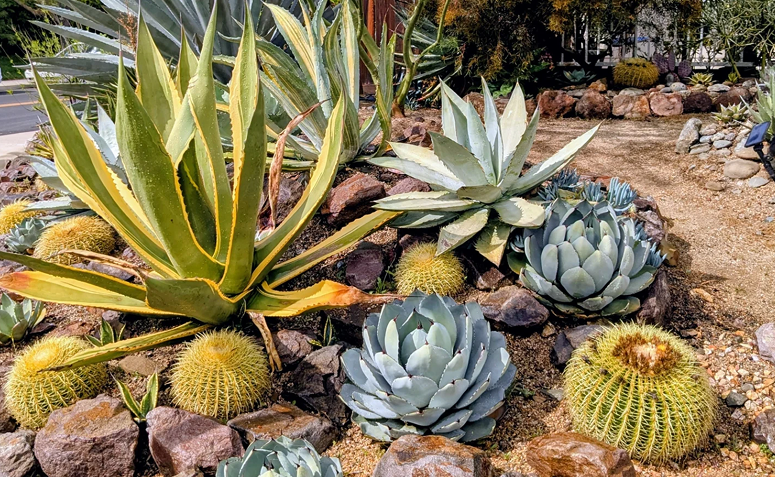 agaves, cactos e suculentas usadas em jardim desértico com pedras decorativas