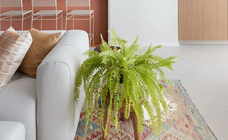 samambaia recebendo luz indireta na decoração da sala.