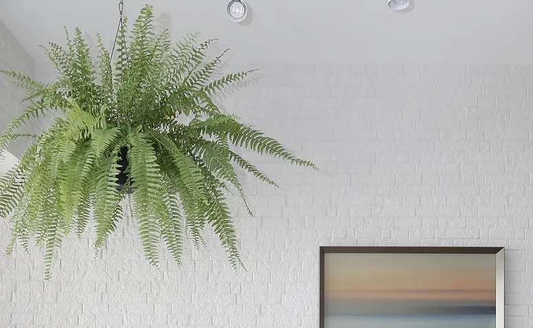 samambaia suspensa na decoração de apartamento.