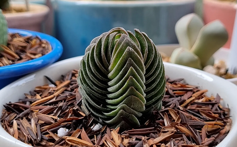 Crassula Templo de Buda cultivada em vaso com substrato drenante, ideal para o desenvolvimento da suculenta.