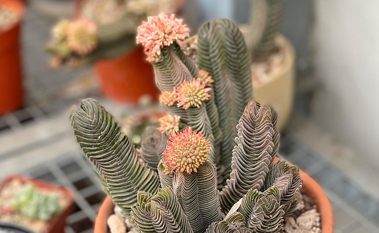 Crassula Templo de Buda com pequenas flores rosadas surgindo no topo da planta.