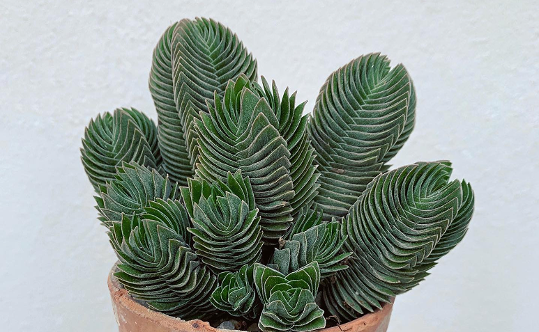 Vaso com várias mudas de Crassula Templo de Buda em local iluminado.