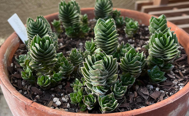 Crassula Templo de Buda cultivada em vaso de barro com diversas brotações surgindo ao redor da planta-mãe.