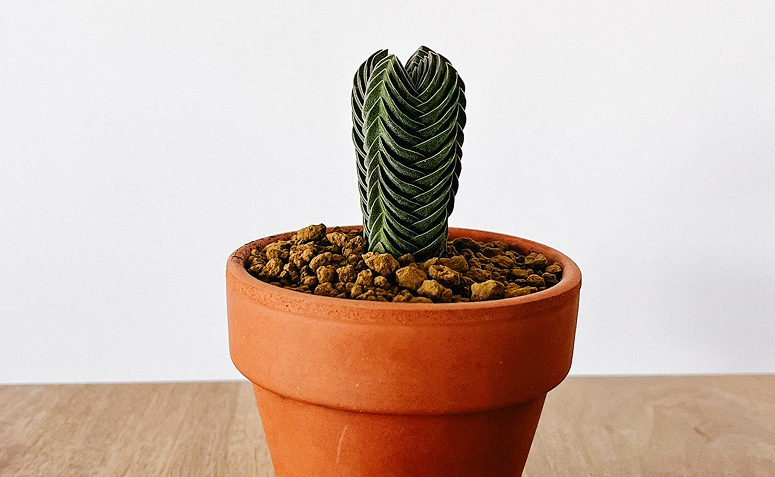 Crassula Templo de Buda cultivada em vaso de barro, destacando o formato geométrico e as folhas empilhadas da suculenta.