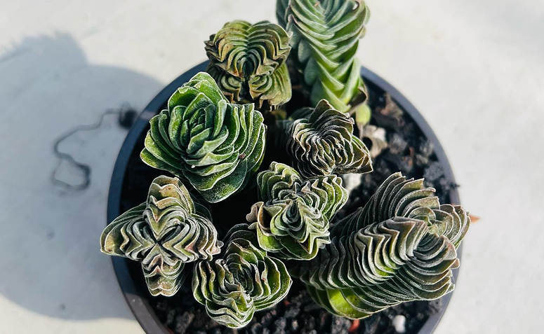 Suculenta Crassula Templo de Buda em vaso com folhas verdes empilhadas.