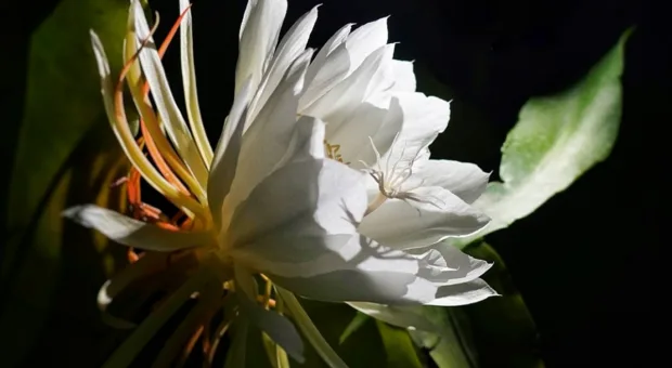 Plantas que florescem à noite: 7 espécies que brilham depois do pôr do sol