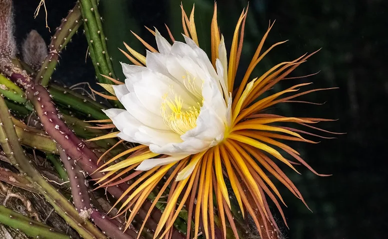 flor branca da rainha-da-noite (Selenicereus grandiflorus) aberta durante a floração noturna.