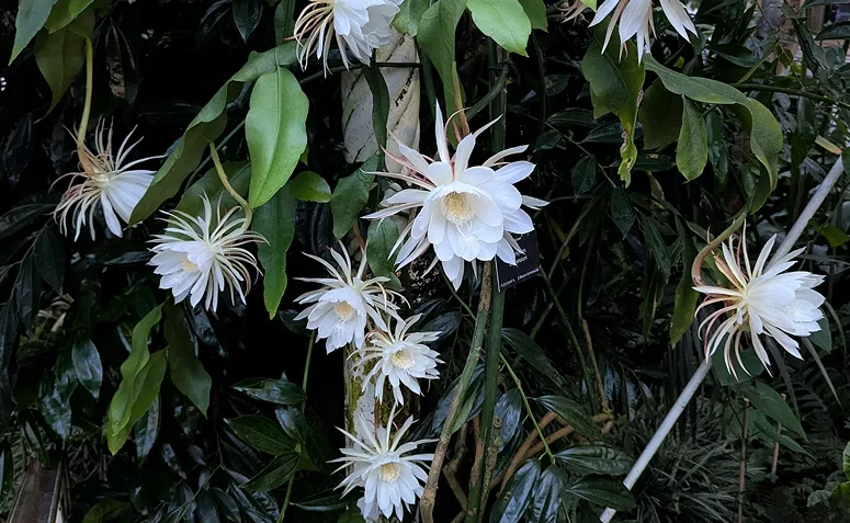 Epiphyllum oxypetalum, flor do cacto-orquídea aberta ao entardecer.