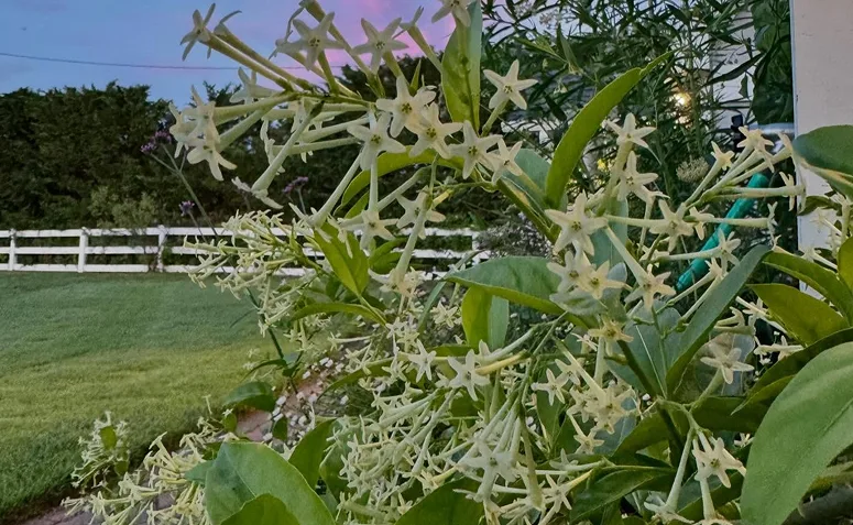 Cestrum nocturnum ou dama-da-noite com flores abertas e liberando perfume ao anoitecer.